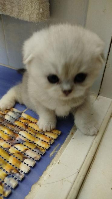 шотланский кошка: Шотландский вислоухий котёнок (Scottish Fold) - Окрас: серебристый с — 1