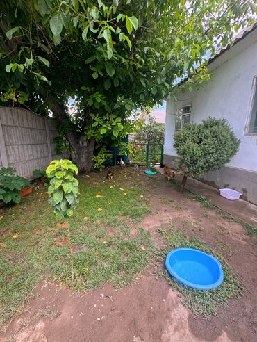 Услуги ветеринара: Гостиница для собак уезжаете в командировку или отпуск, и не знаете — 12