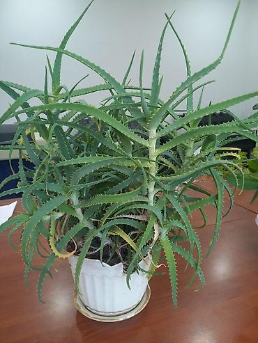 xoruz otu bitkisi: Aloe (sukkulent) otaq bitkisi - Növ: Aloe – çoxgövdəli, tikanvari — 1