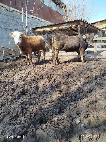 Коровы, быки: Продаю | Бык (самец) | Алатауская, Симментальская — 9