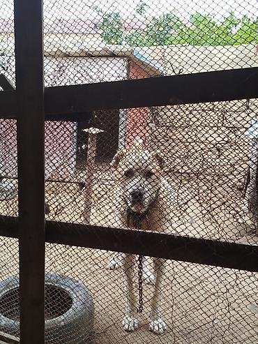 doberman iti: Alabay, 3 il, Erkək, Peyvəndli, Ünvandan götürmə — 1