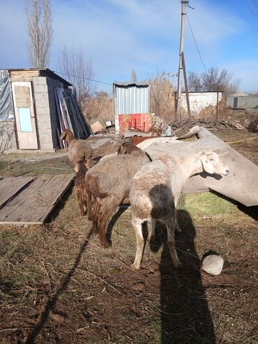 Бараны, овцы: Продаю | Овца (самка) | Для разведения | Матка — 2