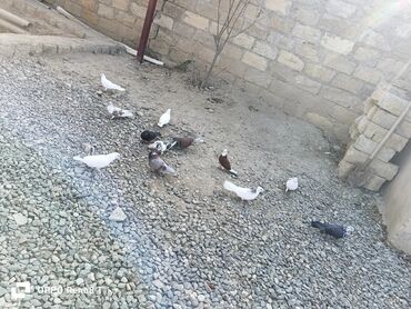 Göyərçinlər: Quslarin heresin öz qiymeti var uçan quslardi optum isdiyen olsa 1i — 12