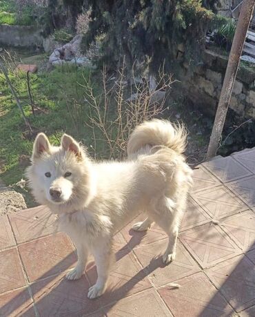 it adlari: Samoyed, 2 il, Erkek, Cütləşmə üçün, Ünvandan götürmə