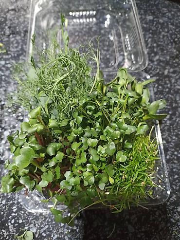 Микрозелень: Микрозелень и молодые травы в кассетах - Ассортимент: микрозелень — 30