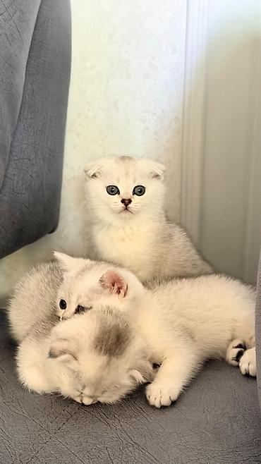 Кошки: Британская, Самка — 7