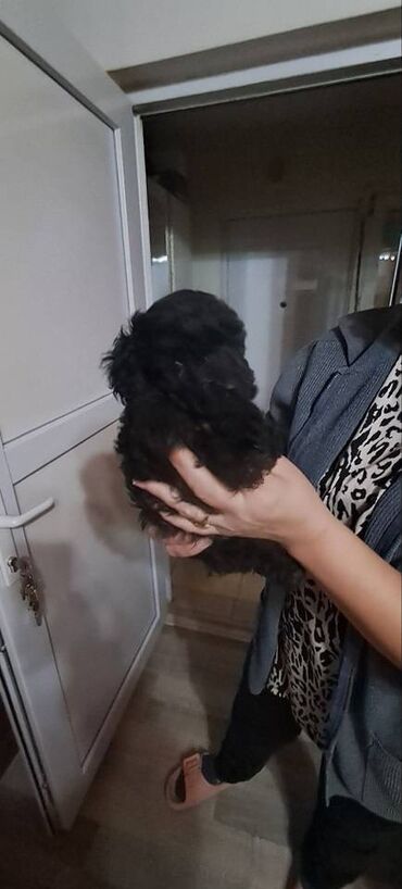 Psi: Prodajem stence toy i mini pudle.Dve zenke i jedan muzjak su crveni — 5