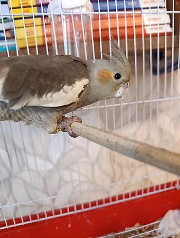 taxta qəfəs: Nimfa (Cockatiel) papağanı və qəfəs dəsti - Növ: Nimfa (cockatiel) – — 4
