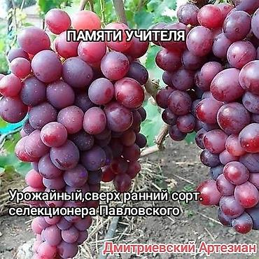 Фундук: Продажа саженцев винограда и фундука осенняя для посадки,как и — 1
