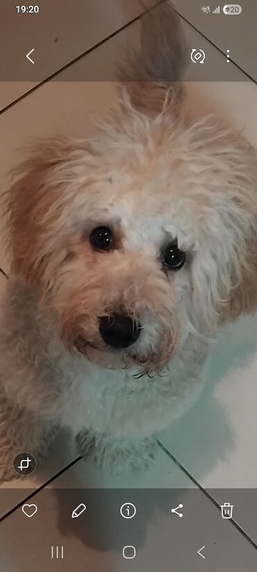 İtlər: Pudel — 3