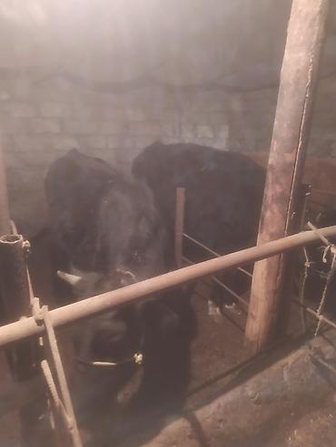Dana, buzov: Satılır: Qara rəngli danalar - Növ: iri buynuzlu heyvan (dana) - -da lalafo.az — 7 Dana, buzov: Satılır: Qara rəngli danalar - Növ: iri buynuzlu heyvan (dana) - — 7