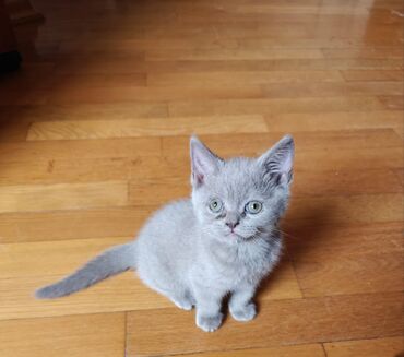 Pişiklər: Şotland, Erkək, Ünvandan götürmə — 13