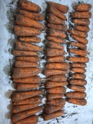 купить бу теннисный стол в бишкеке: Морковь Оптом, Самовывоз, Платная доставка