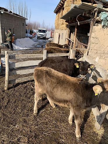 Коровы, быки: Продаю | Тёлка, Музоо, торпок | На откорм, На забой, Для разведения at lalafo.kg — 15 Коровы, быки: Продаю | Тёлка, Музоо, торпок | На откорм, На забой, Для разведения — 15