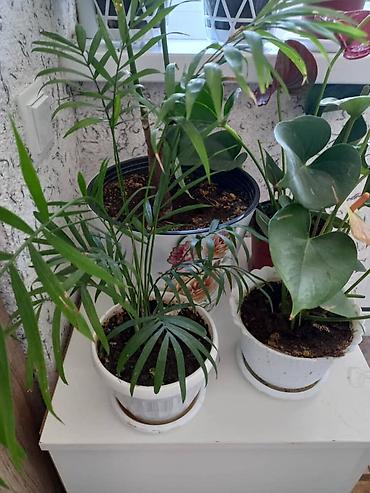 Антуриумы: Антуриум (Anthurium andreanum) в горшке. - Эффектные красные — 7