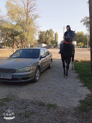 карнивал авто: Nissan Cefiro: 1999 г., 2.5 л, Автомат, Бензин, Седан