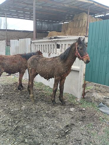 Лошади, кони: Продаю | Кобыла (самка) | Рабочий | Племенные — 9