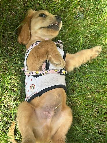 adamcıl it: Labrador-retriver, 2 ay, Erkək — 3