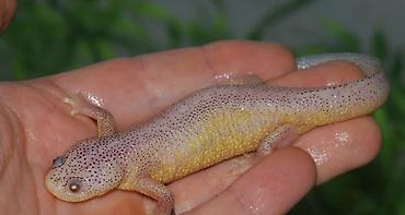albino: Albino Afrika cırtdan qurbağası (Hymenochirus) – akvarium üçün nadir — 2