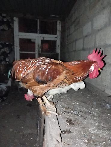 Xoruzlar: : Təmiz kənd şəraitində yemləndirilmiş, tam sağlam və aktiv xoruz — 1