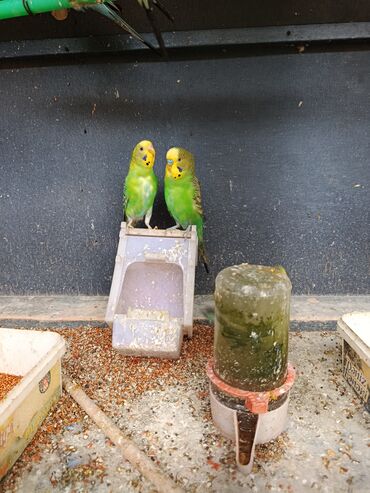 Tutuquşları: Məhsul: Dalmatin/melanik ləkəli naxışlara malik müxtəlif rəngli dalğıç — 7