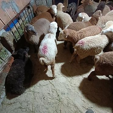 Quzu: Salam aleyküm dişi quzlar205 mantda kom 14 quzdu dişller. erkey — 8