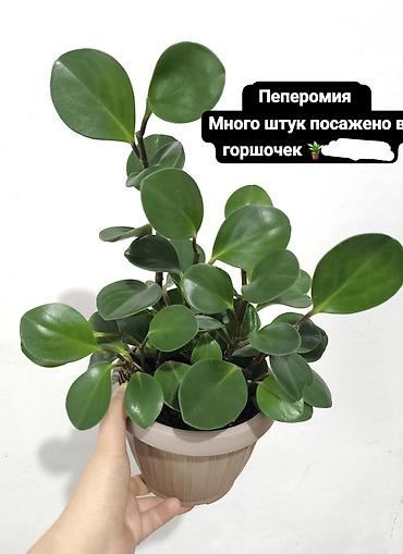 Монстеры: Распродаю свои домашние растения. Ктенанта, растёт пара новых ростков — 4