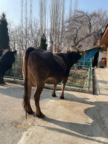 Коровы, быки: Продаю | Корова (самка) | Алатауская, Швицкая | Для разведения, Для молока — 1