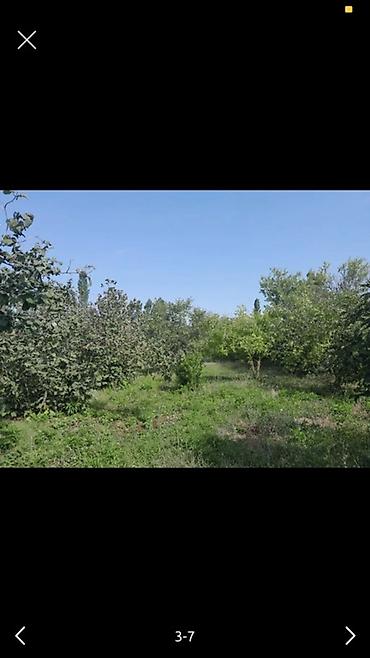 neftcalada evlerin satlsl: 3 otaqlı, 126 kv. m, Kredit yoxdur, Orta təmir — 1