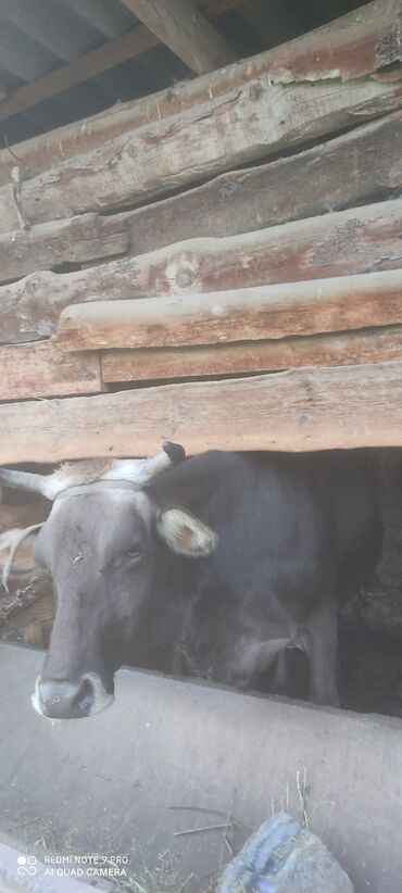 животные корова: Продаю | Корова (самка) | На откорм