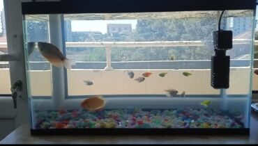 Balıqlar: Balıqlar və akvaryum biryerdə satilir -da lalafo.az — 7 Balıqlar: Balıqlar və akvaryum biryerdə satilir — 7