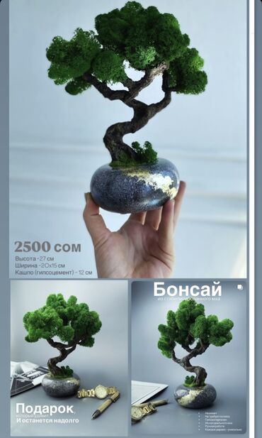 Декоративные цветы: Бонсай ручной работы из натурального стабилизированного мха от 1500 — 21