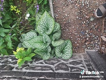 Другие садовые цветы и кустарники: Ново Покровка — 10