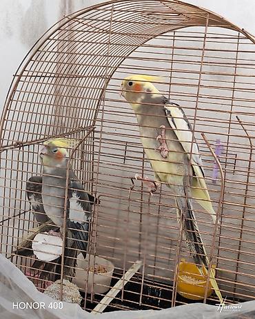 одежда для кошек: Nimfa (Cockatiel) cütü və qəfəs dəsti - Növ: Nimfa tutuquşusu — 1