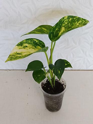 Эпипремнумы и сциндапсусы: Эпипремнумы разных сортов: Марбл Квин, Марбл Эпл, Голден, Глобал Грин at lalafo.kg — 9 Эпипремнумы и сциндапсусы: Эпипремнумы разных сортов: Марбл Квин, Марбл Эпл, Голден, Глобал Грин — 9