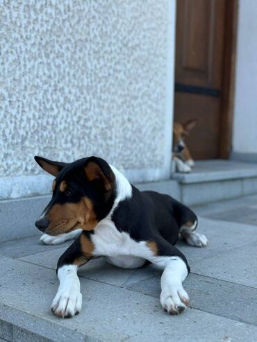 naocare za pse: Basenji TOP musko stene Vrhunsko musko stene, trikolor boje, primio