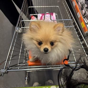 Продажа собак: Шпиц, 7 месяцев, Самка, С прививкой — 20