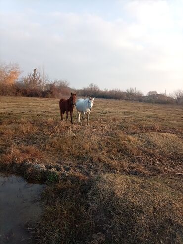 Atlar: Erkək, il: 2, Ünvandan götürmə — 14