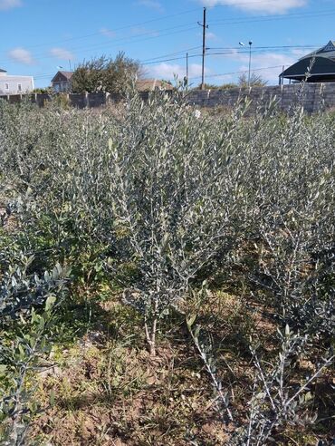 Tinglər: Məhsul: Zeytun ağacı tingləri Təsvir: - Fidanlıqda yetişdirilmiş — 7