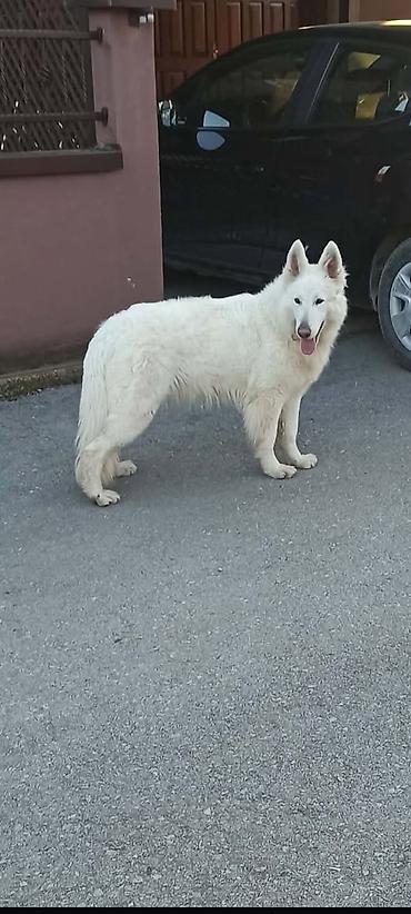 ağ baliq: 3 il, Erkək, Peyvəndli, Ödənişli çatdırılma — 1