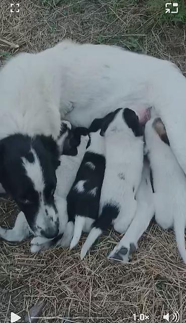 Kolli, 1 ay, Erkək, Pulsuz çatdırılma