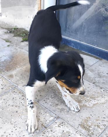 sirin it sekilleri: Rayonlara çatdırılma, Pulsuz çatdırılma — 4