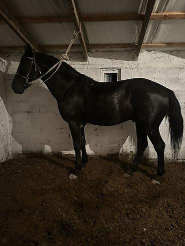 Лошади, кони: Продаю | Конь (самец) | Английская | Конный спорт — 7