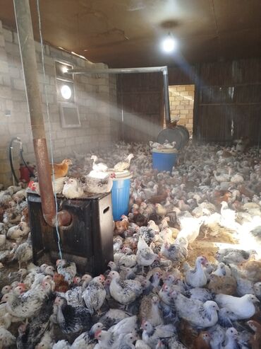 simmental ineklerin satisi: Toyuq cücələri, Ətlik, Ünvandan götürmə, Pulsuz çatdırılma, Ödənişli çatdırılma
