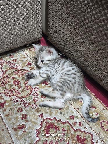 Животные: Котёнок 1месяц, отец Бенгальский мать Шатланка серебристого окраса с — 4