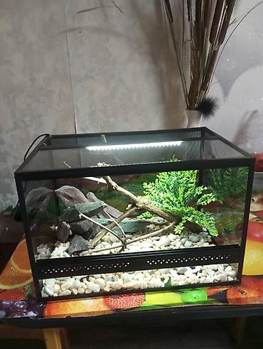 Зоотовары: Террариум, аквариум, палюдариум, флорариум, стеллажи для змей — 3