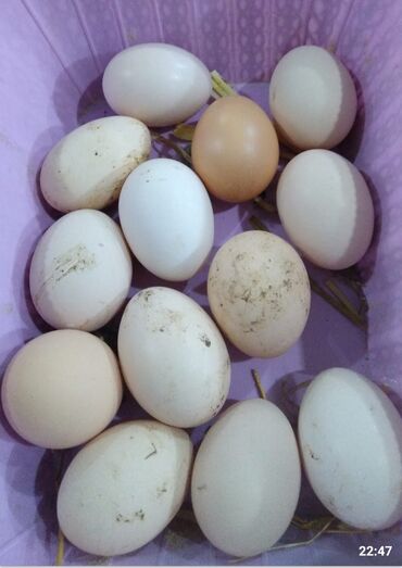brama yumurta: Yumurta temiz qan austrolob