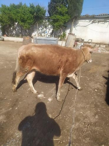 Dana, buzov: Dana, buzov — 4