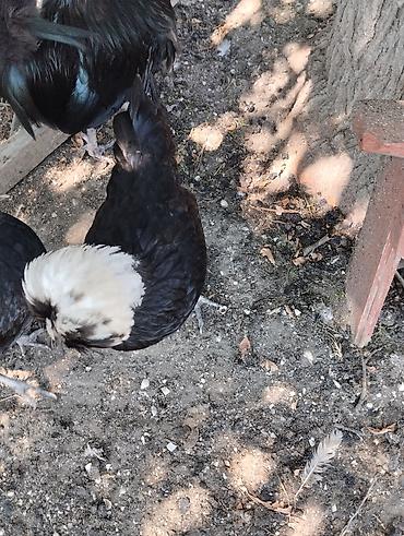 Toyuqlar: Toyuq, Damazlıq, Ünvandan götürmə, Ödənişli çatdırılma — 8