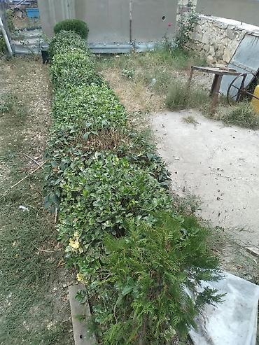 Həyət və bağ üçün formada kəsilə bilən canlı çəpər kolları.QİYMƏTDE